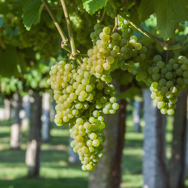 Uvas de albariño